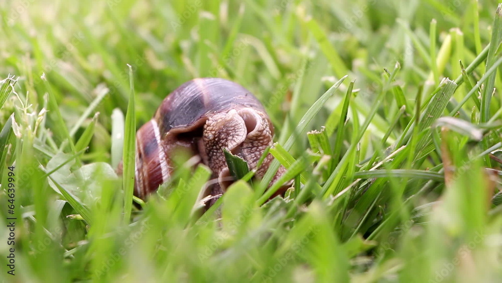 Snail searching for food, close up Snail searching for food, close up