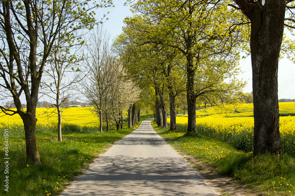 Naklejka premium Allee im FRühling