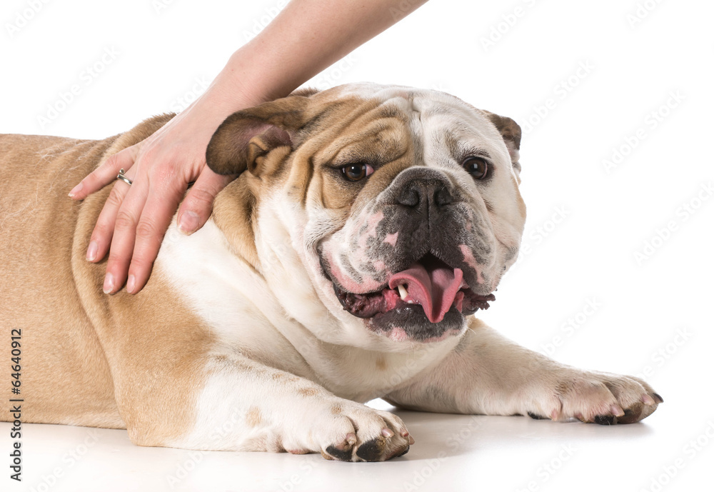 woman petting her dog