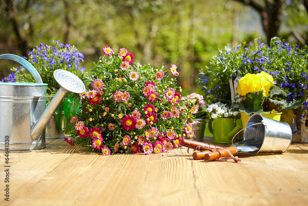 Obraz na plátně Outdoor gardening tools and flowers on old wood table