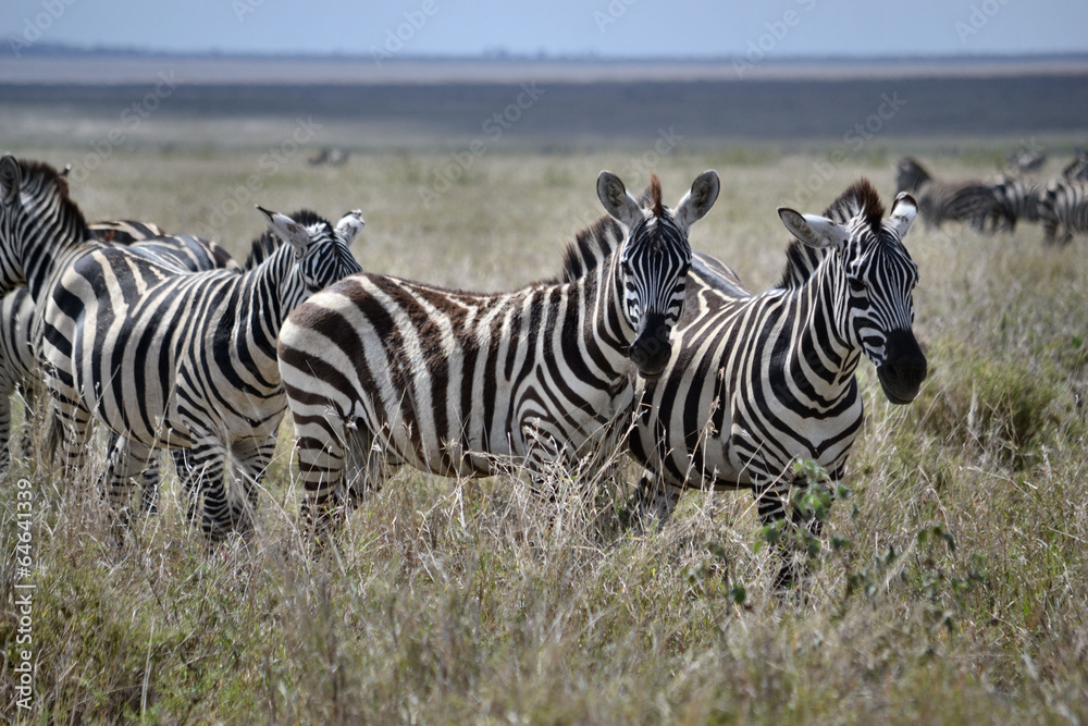 Obraz premium Zebror