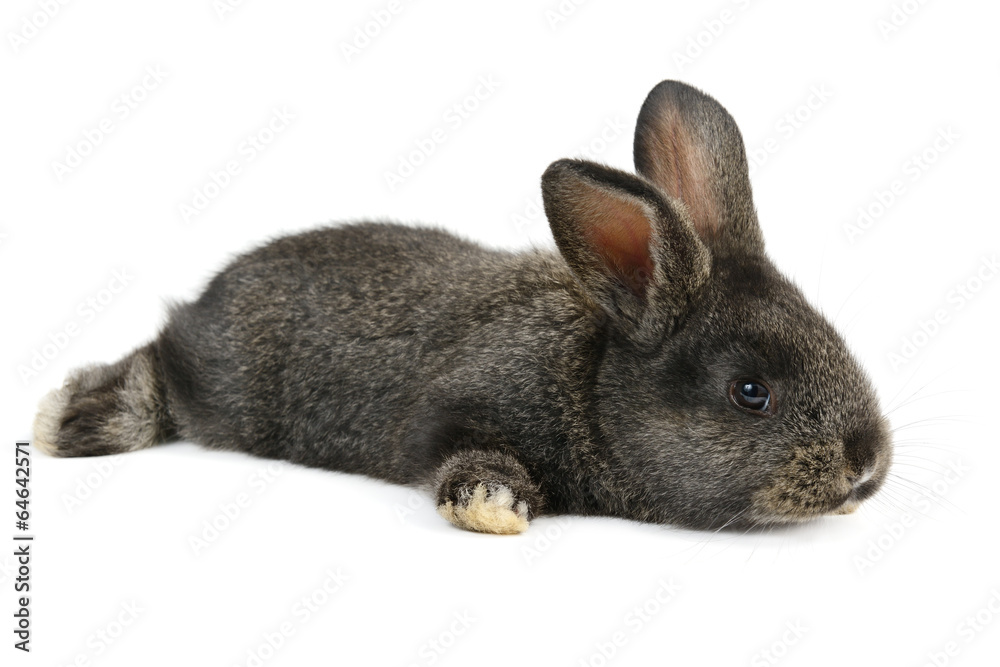 black little rabbit isolated on white background black little rabbit isolated on white background