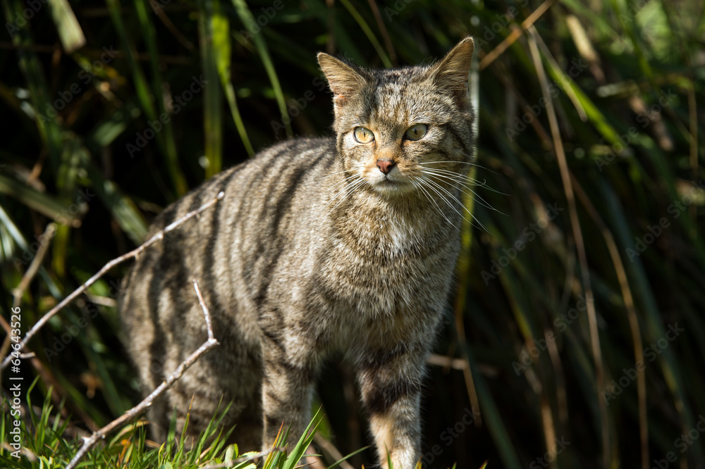 Obraz premium Scottish Wildcat