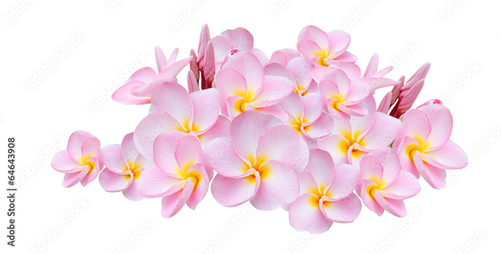 pink flower  on white background