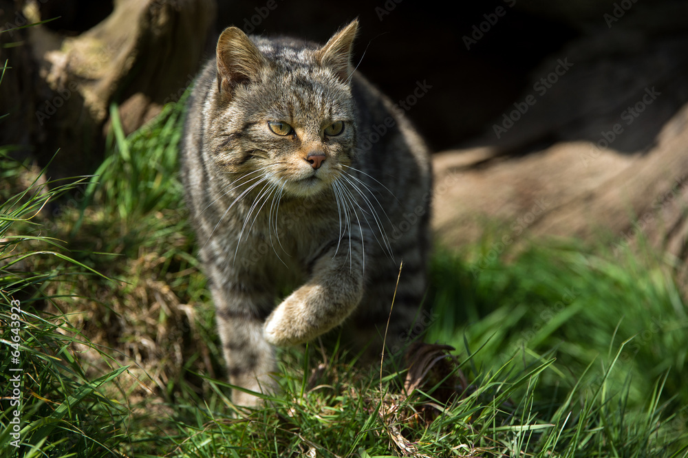 Scottish Wildcat