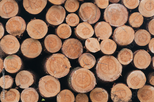 Holzindustrie  Kiefernholz  Baumst  mme  Festmeter