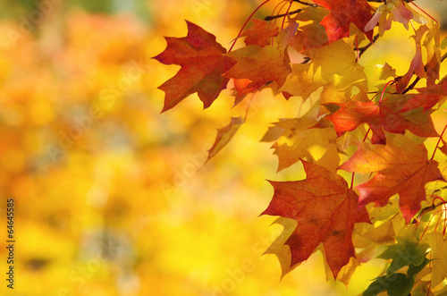 Colorful autumn maple leaves on a tree branch background