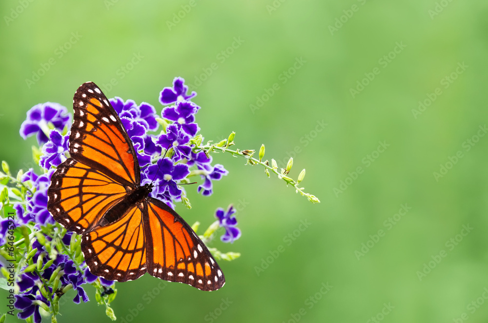 Naklejka premium Wicekról motyl (Limenitis archippus) na niebieskich kwiatach
