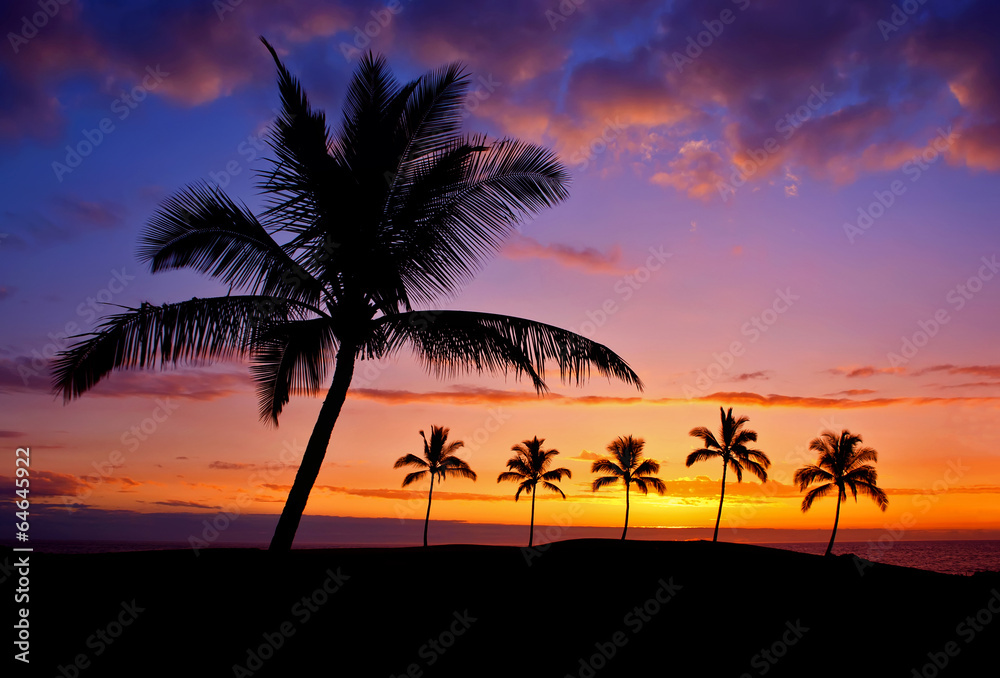 Hawaiian palm tree silhouette sunset on Big Island