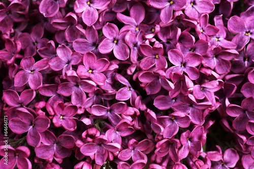Beautiful lilac flowers, close up © Africa Studio