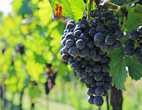 nice blue grapes of vine on vineyard field