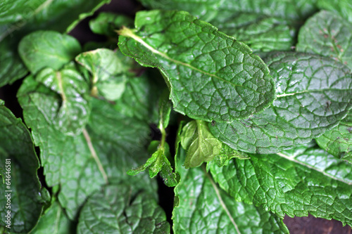 Mint leaves background