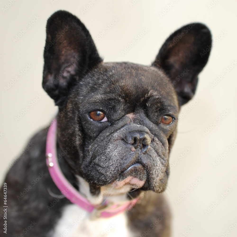 French Bulldog French Bulldog
