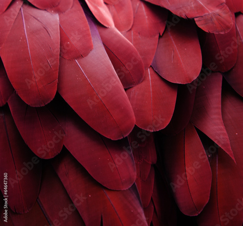 Macaw Feathers (Red)