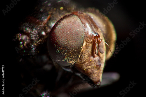 fly macro © Sergio Hayashi