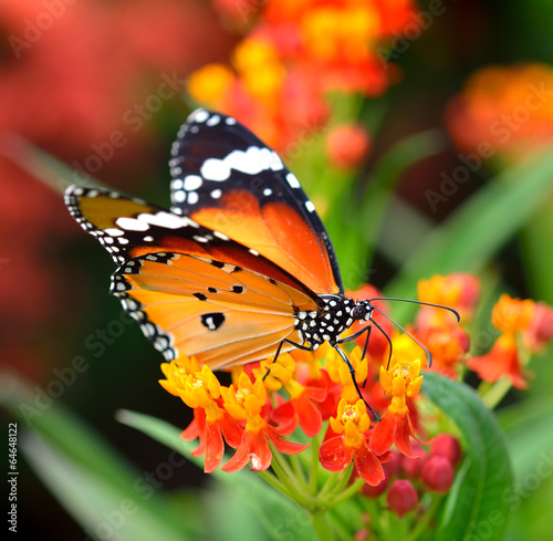 Butterfly on orange flower in the garden #64648122