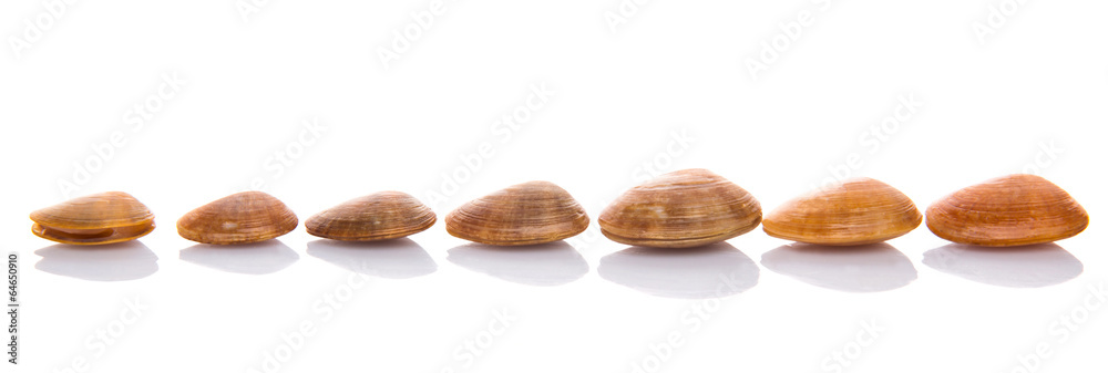 A group of seashells over white background A group of seashells over white background