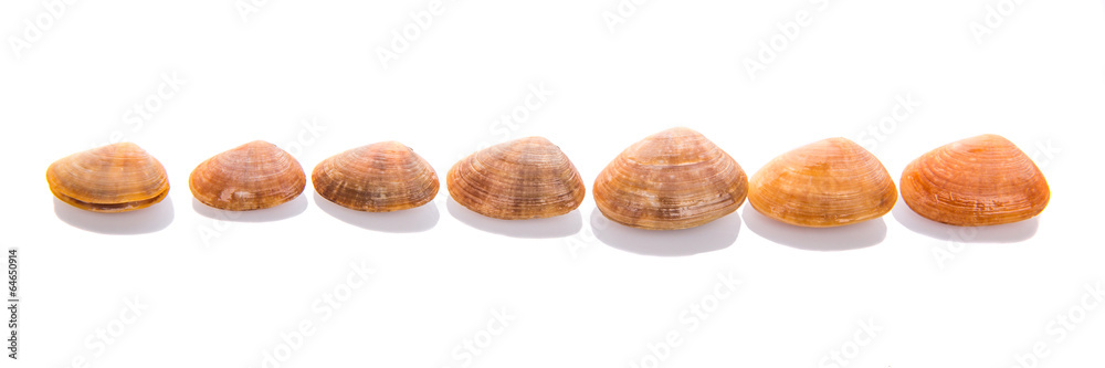 A group of seashells over white background A group of seashells over white background