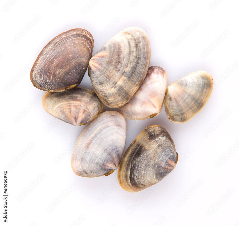 A group of seashells over white background