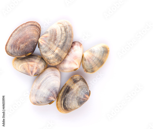 A group of seashells over white background