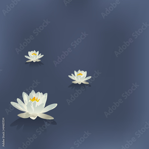 Fototapeta Naklejka Na Ścianę i Meble -  Three flowers of a lily in the lake on a blue background