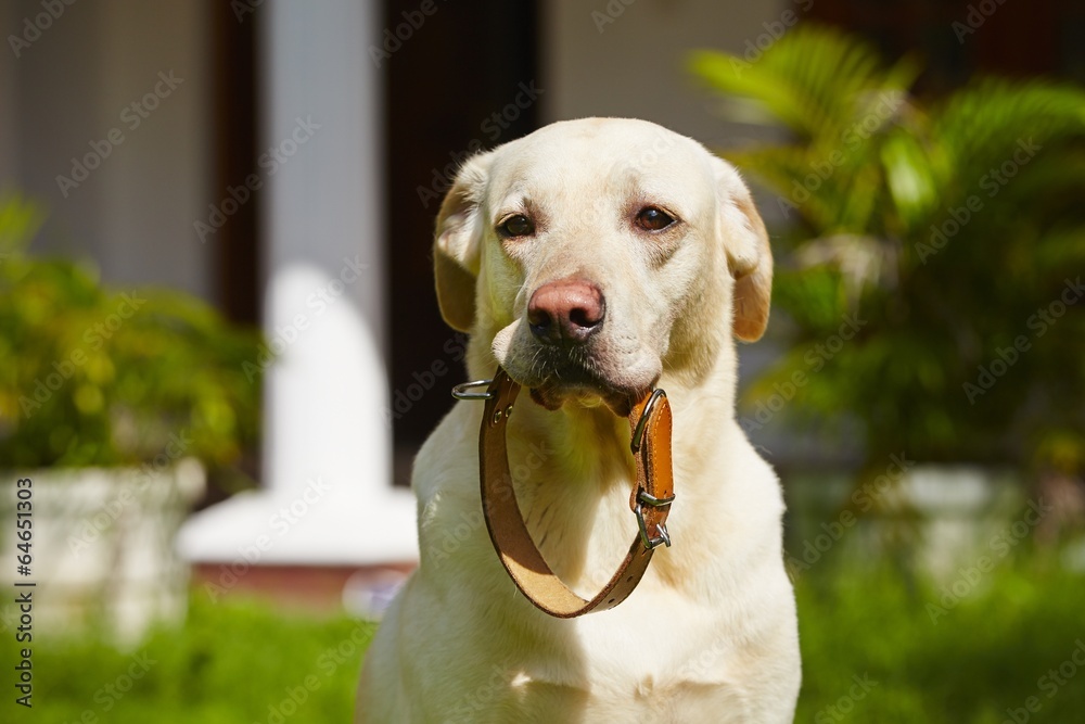 © Chalabala - Dog collar