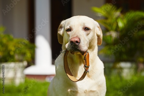 Dog collar