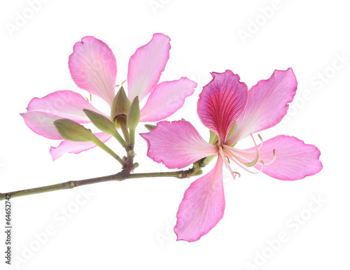 Fototapeta Naklejka Na Ścianę i Meble -  Hong Kong Orchid