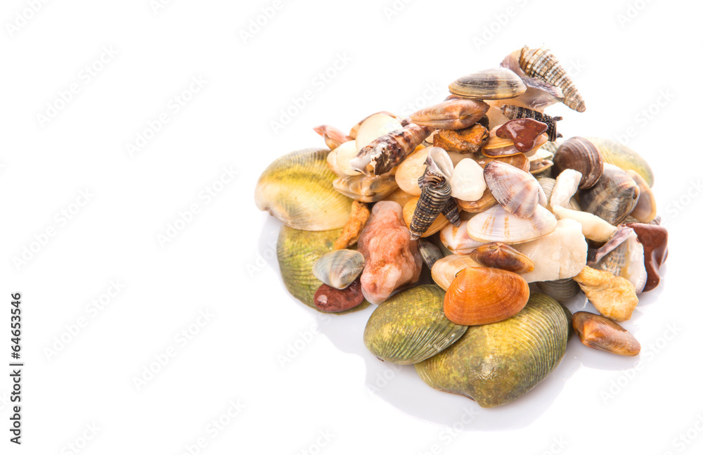 A group of seashells over white background A group of seashells over white background