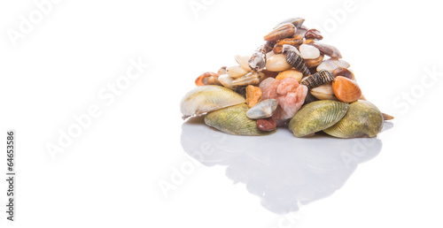 A group of seashells over white background