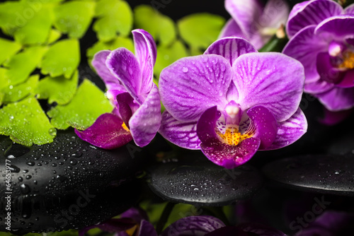 Spa still life of violet orchid (phalaenopsis), green branch of