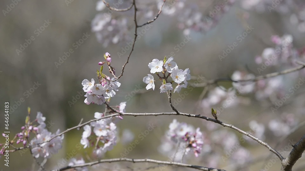 Cherry blossoms,in Showa Kinen Park,Tokyo,Japan Cherry blossoms,in Showa Kinen Park,Tokyo,Japan