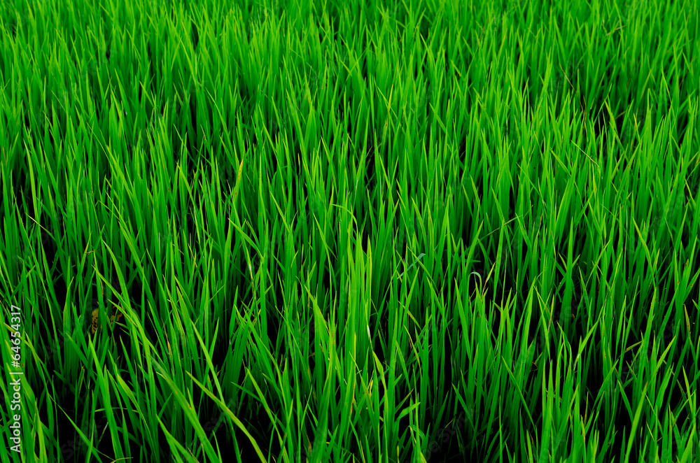 Obraz premium Rice Paddy Fields