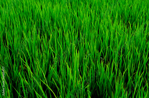 Rice Paddy Fields