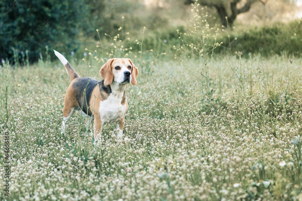 Beagle in the field