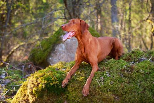 Hungarian Vizsla © DragoNika