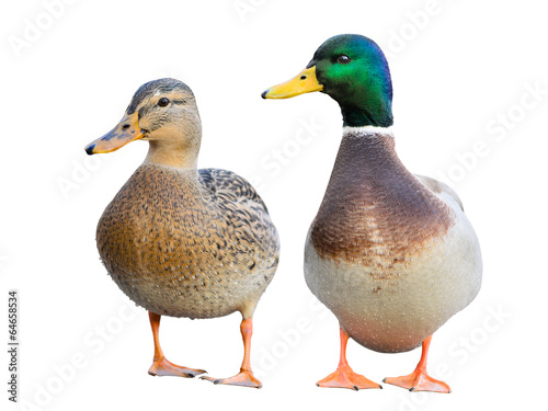 Pair of Mallard Ducks isolated on white.