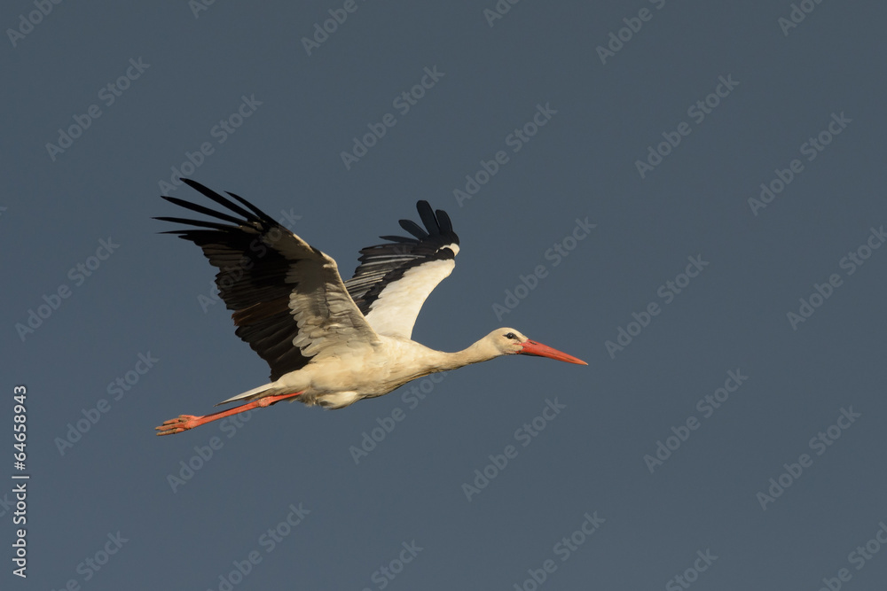 White stork in flight isolated on dark sky. White stork in flight isolated on dark sky.