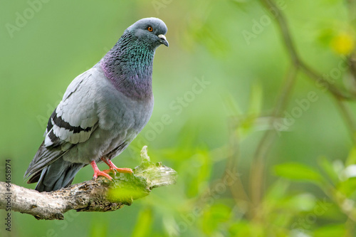 Feral Pigeon perched on the branch in the park. photo