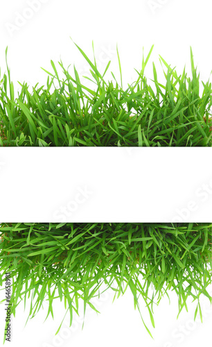 Fresh grass, blank white horizontal banner isolated on white