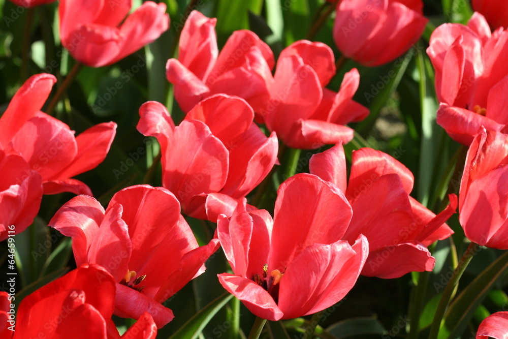 Pink Tulips Pink Tulips