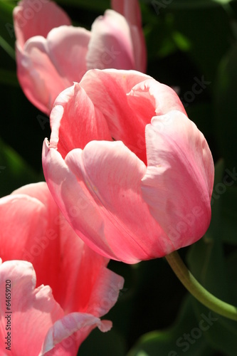 Fototapeta Naklejka Na Ścianę i Meble -  Pink Tulips