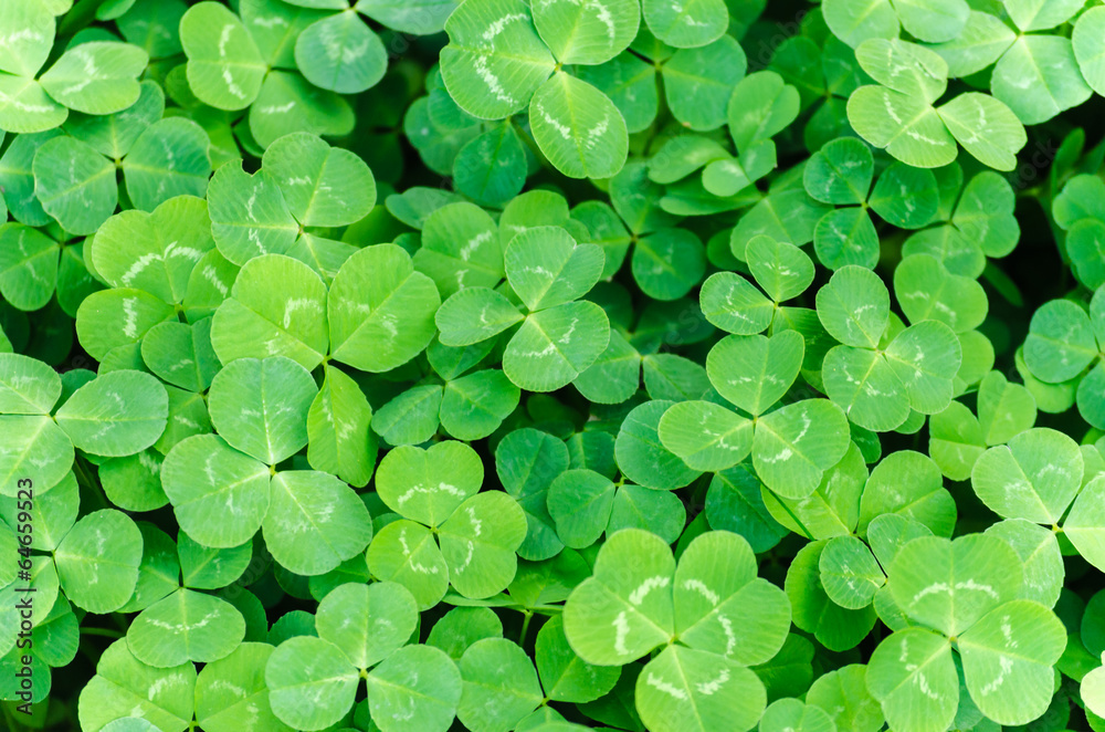 Carpet of green three-leaf clover cover a meadow Carpet of green three-leaf clover cover a meadow