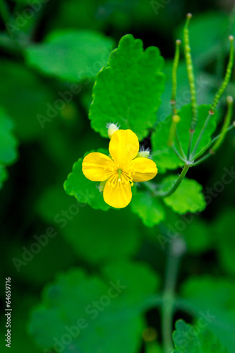 flower of yellow color on a green background