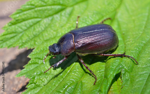 Valokuva Beetle chafer 6