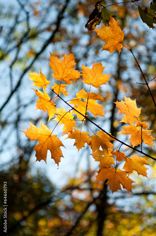 Maple leaves during autumn Maple leaves during autumn