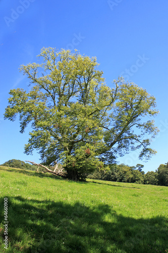 trees in summer