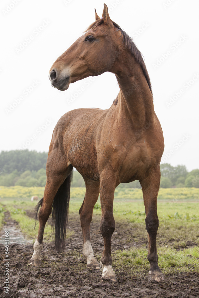 Fototapeta premium brown horse standing in meadow
