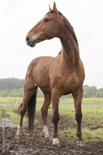 brown horse standing in meadow