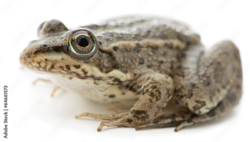 Eurasian marsh frog Pelophylax ridibundus isolated on white Eurasian marsh frog Pelophylax ridibundus isolated on white